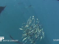 バショウカジキの狩り 4K　水中撮影　カタボイワシ