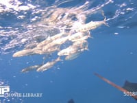 バショウカジキの狩り 4K　水中撮影　カタボイワシ