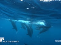 イルカ 4K　水中撮影