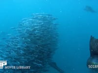 バショウカジキの狩り 4K　水中撮影　カタボイワシ