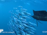 バショウカジキの狩り 4K　水中撮影　カタボイワシ