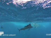 バショウカジキの狩り 4K　水中撮影　カタボイワシ