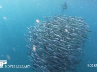 バショウカジキの狩り 4K　水中撮影　カタボイワシ