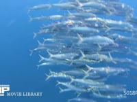 バショウカジキの狩り 4K　水中撮影　カタボイワシ