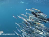 バショウカジキの狩り 4K　水中撮影　カタボイワシ