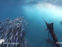 バショウカジキの狩り 4K　水中撮影　カタボイワシ