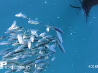 バショウカジキの狩り 4K　水中撮影　カタボイワシ