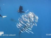 バショウカジキの狩り 4K　水中撮影　カタボイワシ