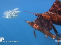 バショウカジキの狩り 4K　水中撮影　カタボイワシ