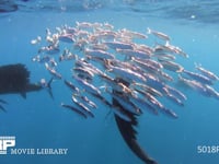 バショウカジキの狩り 4K　水中撮影　カタボイワシ