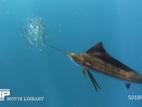 バショウカジキの狩り 4K　水中撮影　カタボイワシ