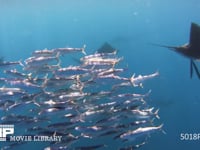 バショウカジキの狩り 4K　水中撮影　カタボイワシ