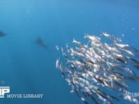 バショウカジキの狩り 4K　水中撮影　カタボイワシ