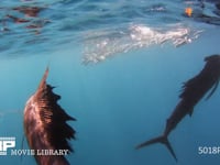 バショウカジキの狩り 4K　水中撮影　カタボイワシ