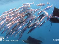 バショウカジキの狩り 4K　水中撮影　カタボイワシ