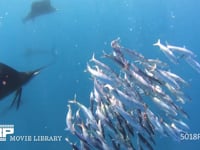 バショウカジキの狩り 4K　水中撮影　カタボイワシ