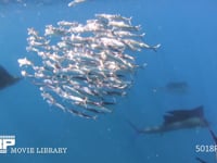 バショウカジキの狩り 4K　水中撮影　カタボイワシ