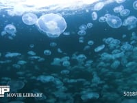 ミズクラゲの群れ 4K　水中撮影