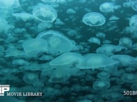 ミズクラゲの群れ 4K　水中撮影