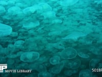 ミズクラゲの群れ 4K　水中撮影
