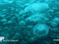 ミズクラゲの群れ 4K　水中撮影