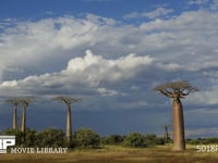バオバブの樹 タイムラプス　4K