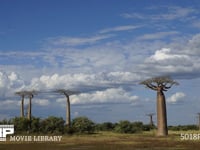 バオバブの樹 タイムラプス　4K