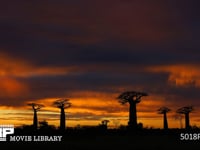 バオバブの樹 タイムラプス　4K　夕暮