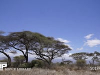ケニア、サバンナの風景 タイムラプス　4K　