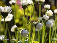 花の開花 タイムラプス　4K　