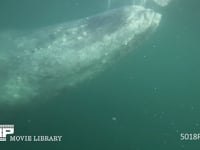 コククジラ 4K　水中撮影