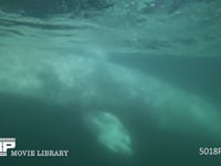 コククジラ 4K　水中撮影