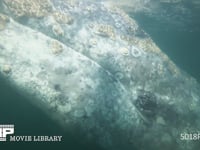 コククジラ 4K　水中撮影