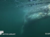 コククジラ 4K　水中撮影