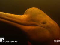 アマゾンカワイルカ リオネグロ　水中撮影　４K