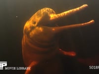 アマゾンカワイルカ リオネグロ　水中撮影　４K