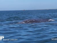 コククジラ 4K　噴気　潮噴き