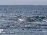 コククジラ 4K　噴気　潮噴き