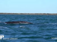 コククジラ 4K　親子