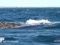 コククジラ 4K　噴気　潮噴き