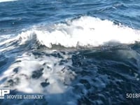 コククジラ 4K　親子