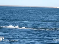 コククジラ 4K　潜水　尾びれ