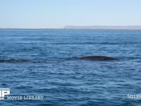 コククジラ 4K　親子