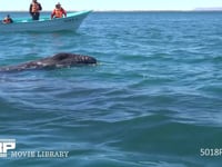 コククジラ 4K　親子　ホエール・ウォッチング