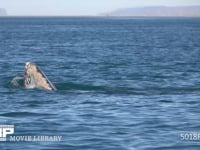 コククジラ 4K　親子