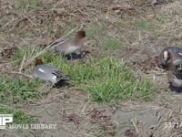 ヒドリガモ雄と雌　陸で採餌 