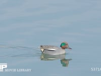 コガモ雄　水面採餌 