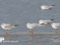 ユリカモメ成鳥と幼鳥 