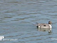 オナガガモ雄と雌 