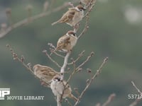 スズメ　桜にとまる ソメイヨシノ